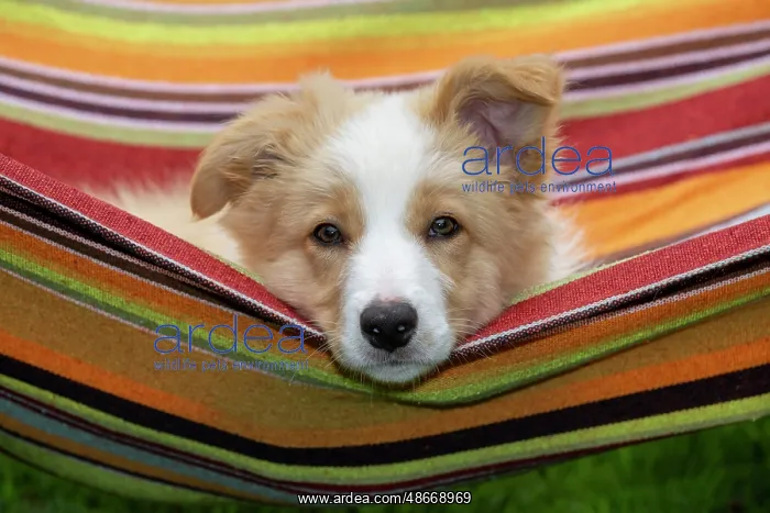 : DOG. Border Collie puppy, 11 weeks old, Red / Sandy and : DOG. Border Collie puppy, 11 weeks old, Red / Sandy and