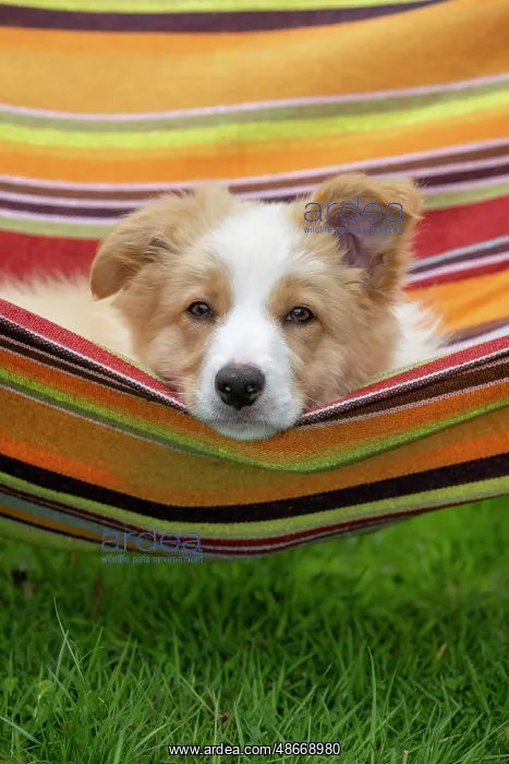 : DOG. Border Collie puppy, 11 weeks old, Red / Sandy and : DOG. Border Collie puppy, 11 weeks old, Red / Sandy and