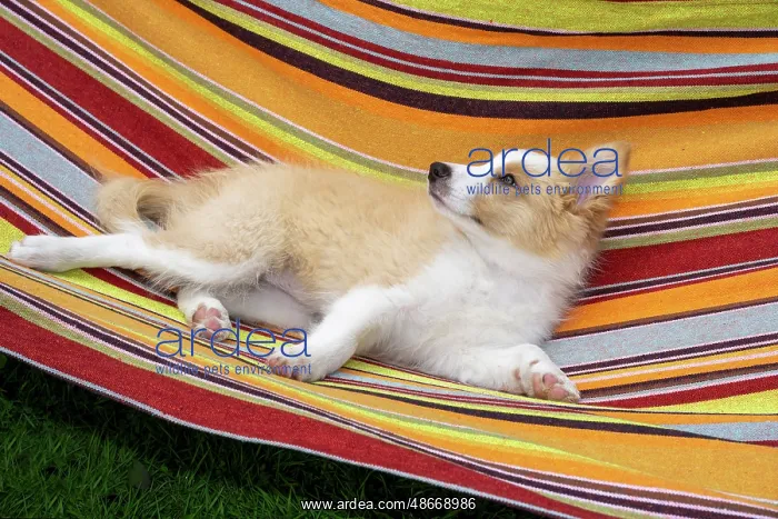 : DOG. Border Collie puppy, 11 weeks old, Red / Sandy and : DOG. Border Collie puppy, 11 weeks old, Red / Sandy and