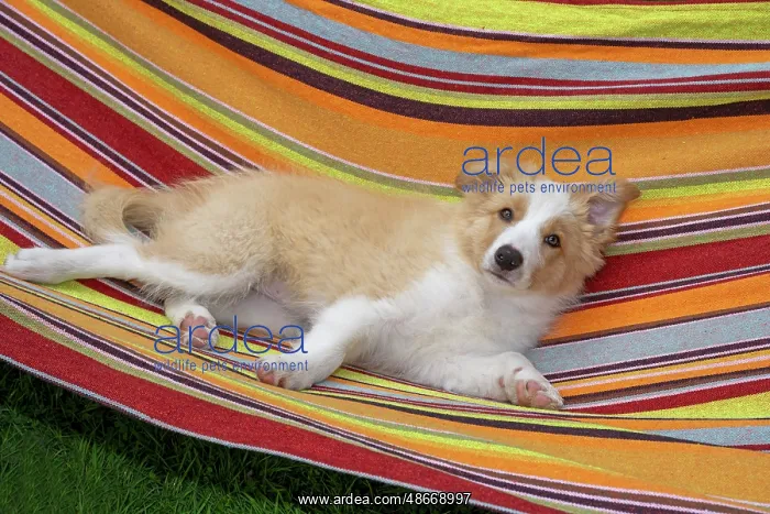 : DOG. Border Collie puppy, 11 weeks old, Red / Sandy and : DOG. Border Collie puppy, 11 weeks old, Red / Sandy and