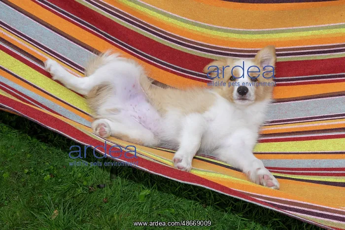 : DOG. Border Collie puppy, 11 weeks old, Red / Sandy and : DOG. Border Collie puppy, 11 weeks old, Red / Sandy and