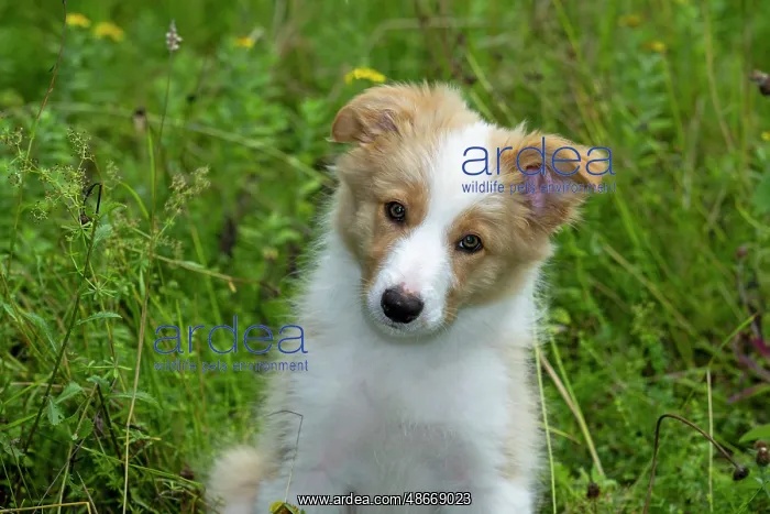 : DOG. Border Collie puppy, 11 weeks old, Red / Sandy and : DOG. Border Collie puppy, 11 weeks old, Red / Sandy and
