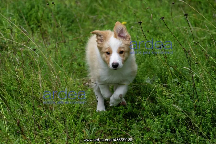 : DOG. Border Collie puppy, 11 weeks old, Red / Sandy and : DOG. Border Collie puppy, 11 weeks old, Red / Sandy and