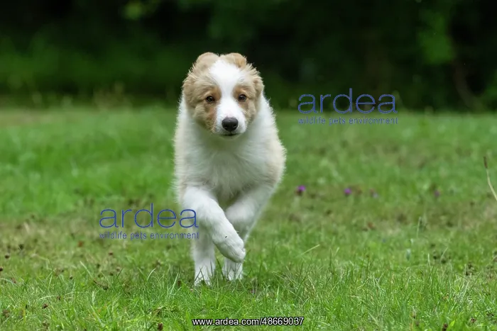 : DOG. Border Collie puppy, 11 weeks old, Red / Sandy and : DOG. Border Collie puppy, 11 weeks old, Red / Sandy and