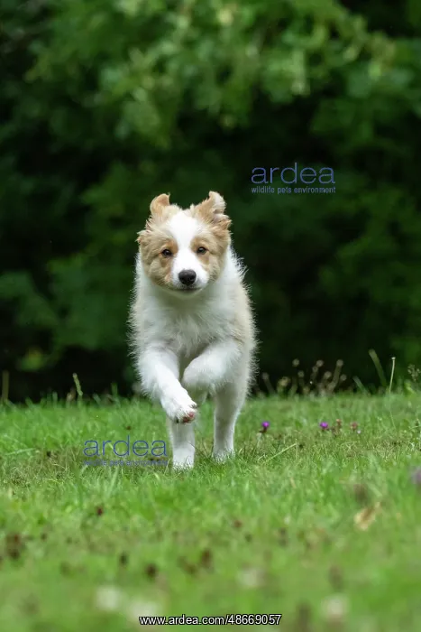 : DOG. Border Collie puppy, 11 weeks old, Red / Sandy and : DOG. Border Collie puppy, 11 weeks old, Red / Sandy and