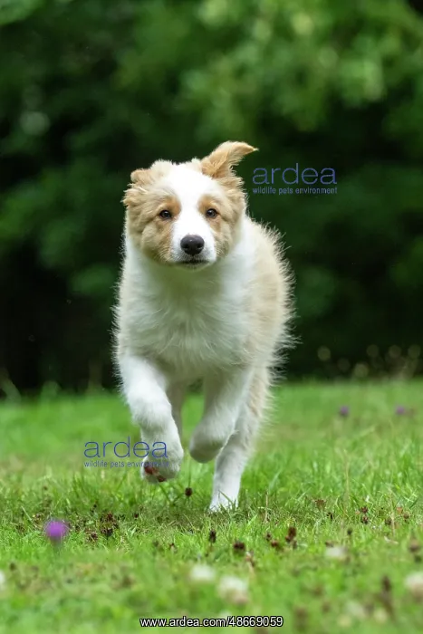 : DOG. Border Collie puppy, 11 weeks old, Red / Sandy and : DOG. Border Collie puppy, 11 weeks old, Red / Sandy and