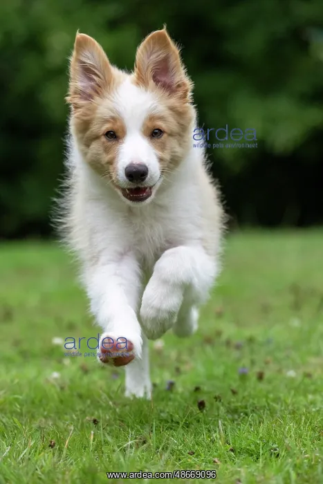 : DOG. Border Collie puppy, 11 weeks old, Red / Sandy and : DOG. Border Collie puppy, 11 weeks old, Red / Sandy and