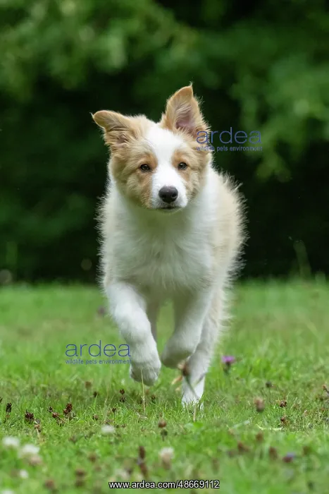 : DOG. Border Collie puppy, 11 weeks old, Red / Sandy and : DOG. Border Collie puppy, 11 weeks old, Red / Sandy and