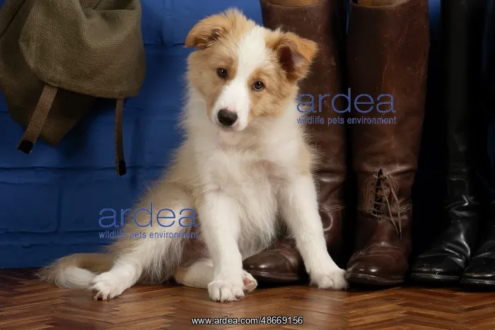: DOG. Border Collie puppy, 11 weeks old, Red / Sandy and : DOG. Border Collie puppy, 11 weeks old, Red / Sandy and