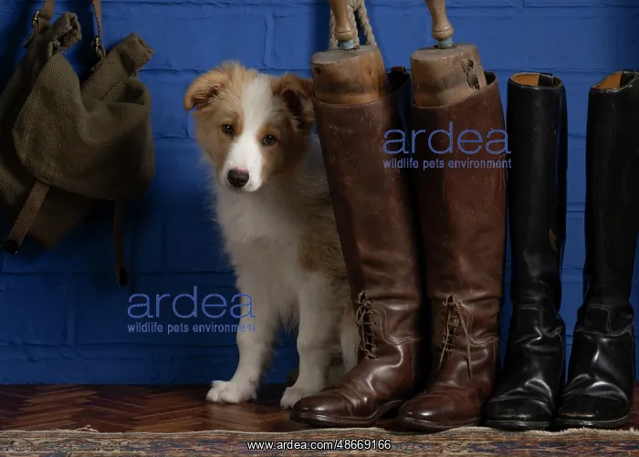 : DOG. Border Collie puppy, 11 weeks old, Red / Sandy and : DOG. Border Collie puppy, 11 weeks old, Red / Sandy and