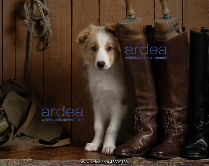 : DOG. Border Collie puppy, 11 weeks old, Red / Sandy and : DOG. Border Collie puppy, 11 weeks old, Red / Sandy and