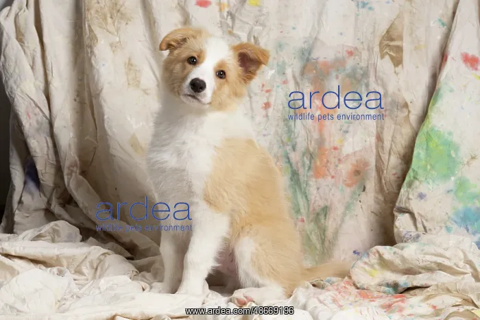 : DOG. Border Collie puppy, 11 weeks old, Red / Sandy and : DOG. Border Collie puppy, 11 weeks old, Red / Sandy and