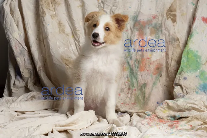 : DOG. Border Collie puppy, 11 weeks old, Red / Sandy and : DOG. Border Collie puppy, 11 weeks old, Red / Sandy and