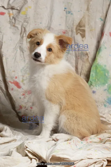 : DOG. Border Collie puppy, 11 weeks old, Red / Sandy and : DOG. Border Collie puppy, 11 weeks old, Red / Sandy and