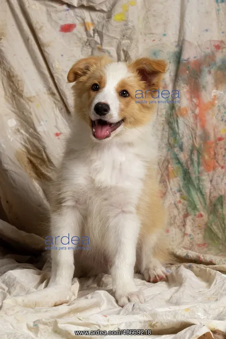 : DOG. Border Collie puppy, 11 weeks old, Red / Sandy and : DOG. Border Collie puppy, 11 weeks old, Red / Sandy and