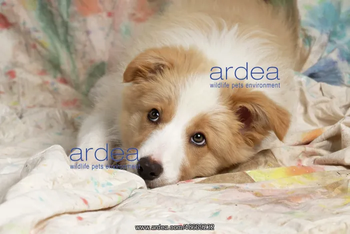 : DOG. Border Collie puppy, 11 weeks old, Red / Sandy and : DOG. Border Collie puppy, 11 weeks old, Red / Sandy and