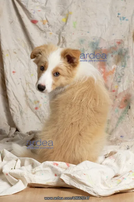: DOG. Border Collie puppy, 11 weeks old, Red / Sandy and : DOG. Border Collie puppy, 11 weeks old, Red / Sandy and