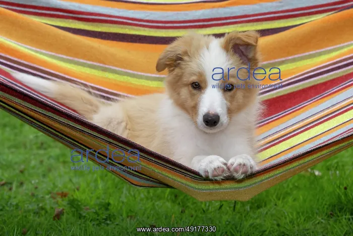  : DOG. Border Collie puppy, 11 weeks old