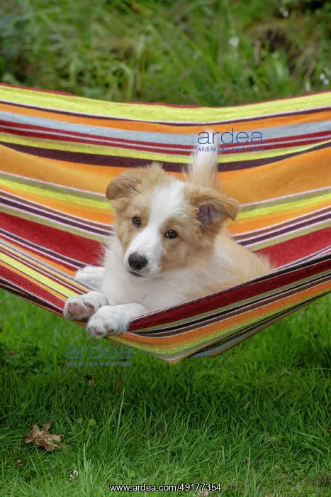: DOG. Border Collie puppy, 11 weeks old : DOG. Border Collie puppy, 11 weeks old
