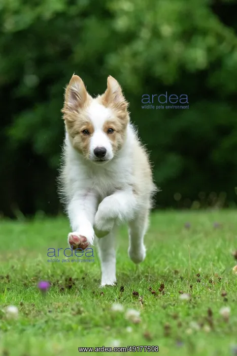 : DOG. Border Collie puppy, 11 weeks old : DOG. Border Collie puppy, 11 weeks old