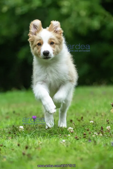 : DOG. Border Collie puppy, 11 weeks old : DOG. Border Collie puppy, 11 weeks old