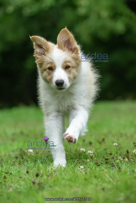 : DOG. Border Collie puppy, 11 weeks old : DOG. Border Collie puppy, 11 weeks old