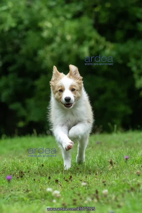 : DOG. Border Collie puppy, 11 weeks old : DOG. Border Collie puppy, 11 weeks old
