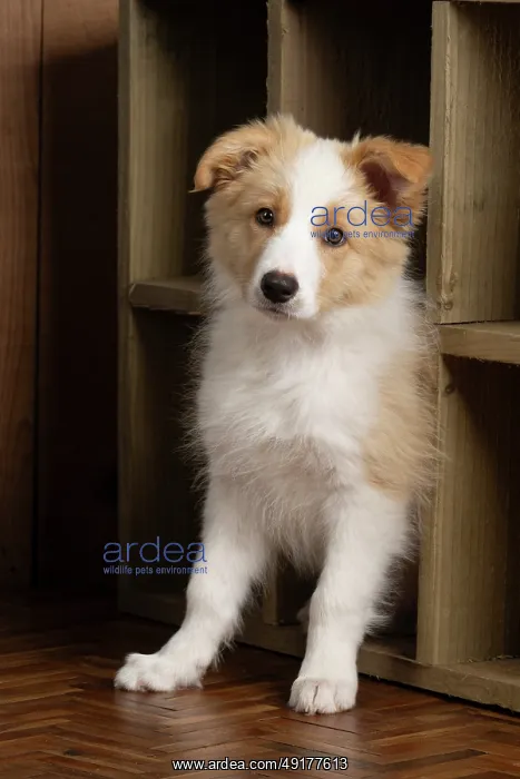 : DOG. Border Collie puppy, 11 weeks old : DOG. Border Collie puppy, 11 weeks old