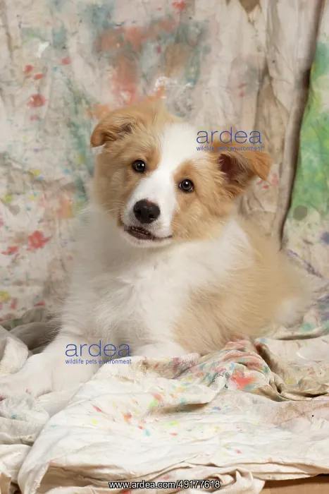 : DOG. Border Collie puppy, 11 weeks old : DOG. Border Collie puppy, 11 weeks old