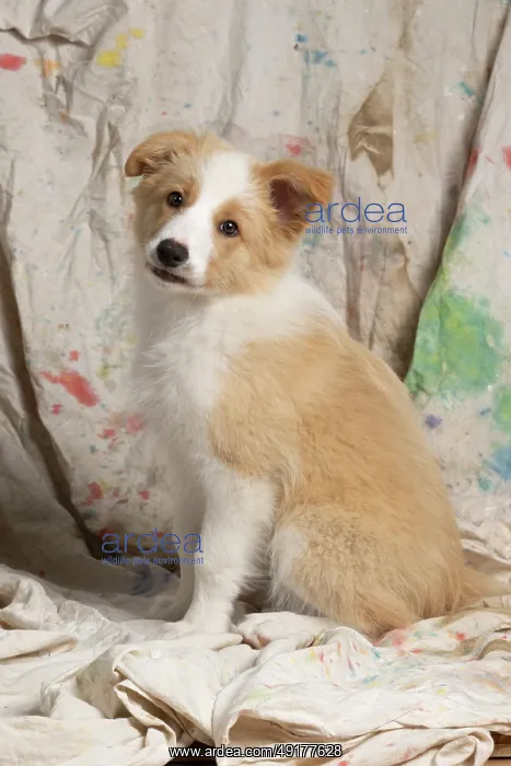 : DOG. Border Collie puppy, 11 weeks old : DOG. Border Collie puppy, 11 weeks old