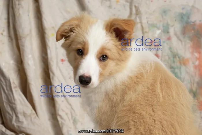 : DOG. Border Collie puppy, 11 weeks old : DOG. Border Collie puppy, 11 weeks old