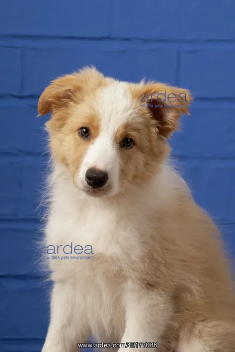: DOG. Border Collie puppy, 11 weeks old : DOG. Border Collie puppy, 11 weeks old