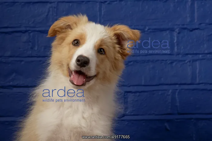 : DOG. Border Collie puppy, 11 weeks old : DOG. Border Collie puppy, 11 weeks old