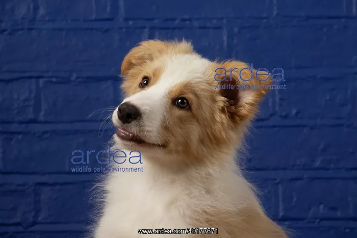 : DOG. Border Collie puppy, 11 weeks old : DOG. Border Collie puppy, 11 weeks old