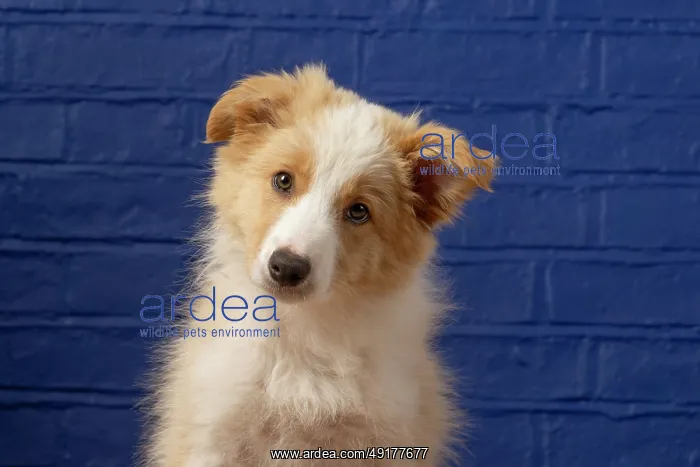 : DOG. Border Collie puppy, 11 weeks old : DOG. Border Collie puppy, 11 weeks old