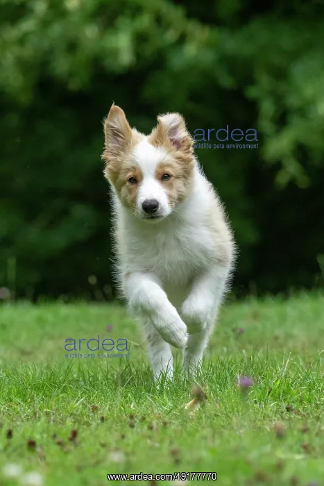 : DOG. Border Collie puppy, 11 weeks old : DOG. Border Collie puppy, 11 weeks old