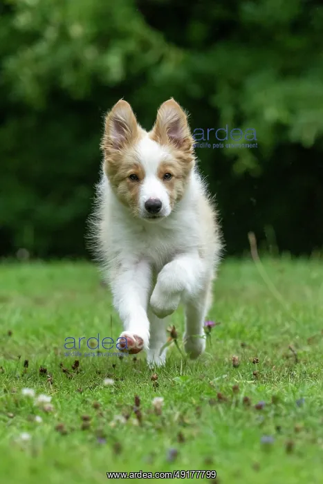 : DOG. Border Collie puppy, 11 weeks old : DOG. Border Collie puppy, 11 weeks old