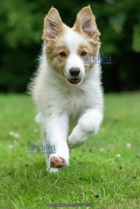: DOG. Border Collie puppy, 11 weeks old : DOG. Border Collie puppy, 11 weeks old