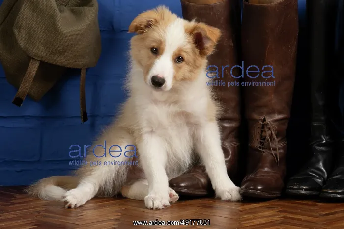 : DOG. Border Collie puppy, 11 weeks old : DOG. Border Collie puppy, 11 weeks old