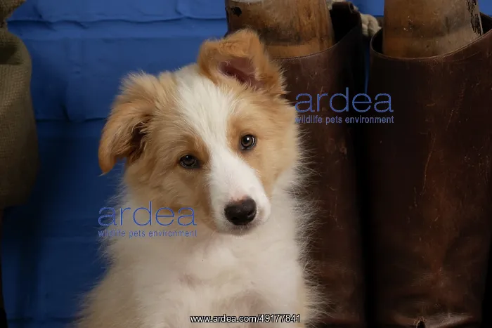 : DOG. Border Collie puppy, 11 weeks old : DOG. Border Collie puppy, 11 weeks old