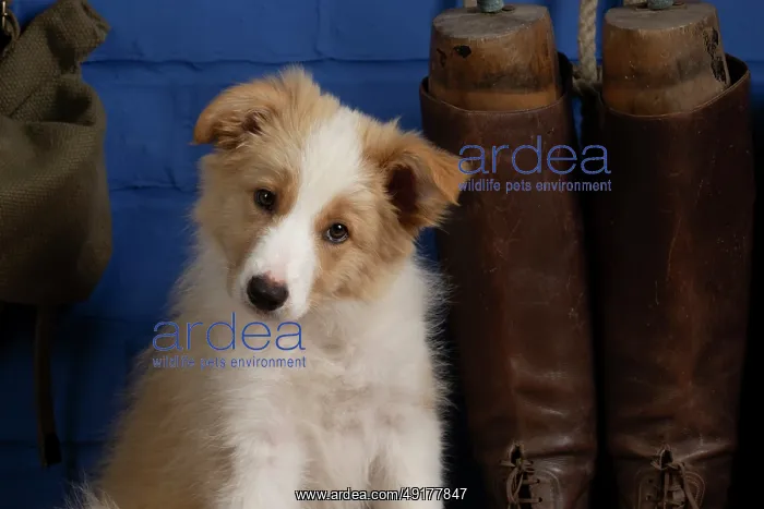 : DOG. Border Collie puppy, 11 weeks old : DOG. Border Collie puppy, 11 weeks old