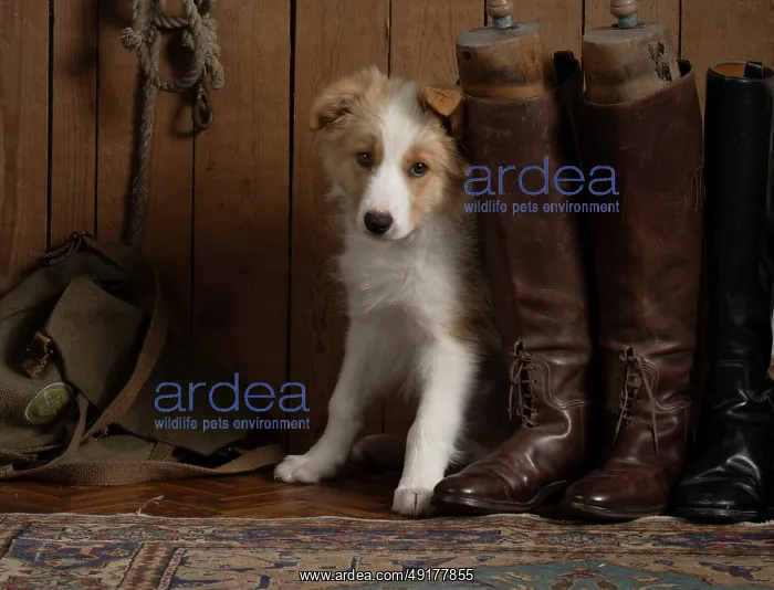 : DOG. Border Collie puppy, 11 weeks old : DOG. Border Collie puppy, 11 weeks old