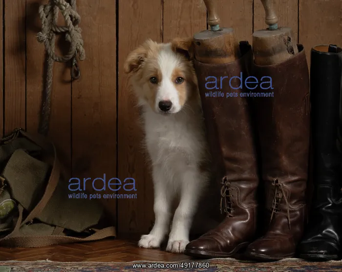 : DOG. Border Collie puppy, 11 weeks old : DOG. Border Collie puppy, 11 weeks old
