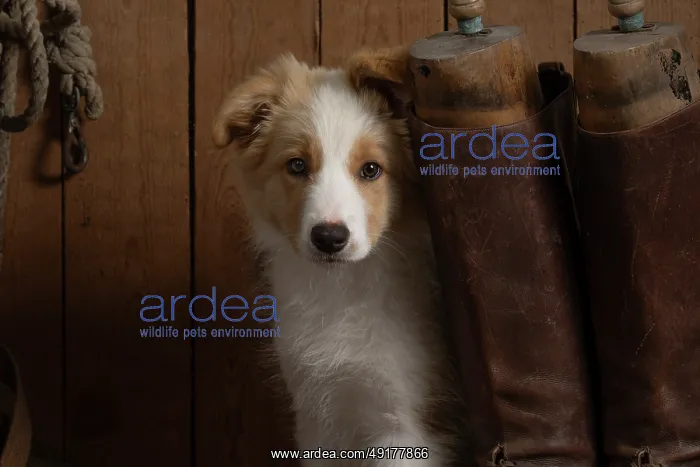: DOG. Border Collie puppy, 11 weeks old : DOG. Border Collie puppy, 11 weeks old