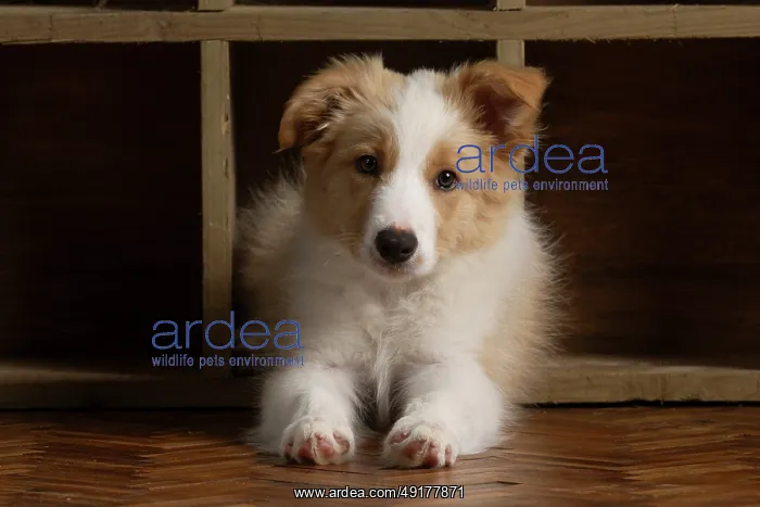 : DOG. Border Collie puppy, 11 weeks old : DOG. Border Collie puppy, 11 weeks old