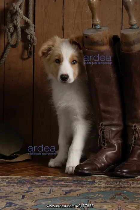 : DOG. Border Collie puppy, 11 weeks old : DOG. Border Collie puppy, 11 weeks old