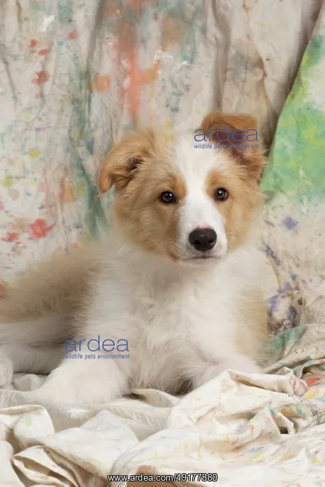 : DOG. Border Collie puppy, 11 weeks old : DOG. Border Collie puppy, 11 weeks old