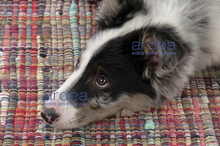 : DOG. Border Collie, puppy 13 weeks old, blue merle : DOG. Border Collie, puppy 13 weeks old, blue merle