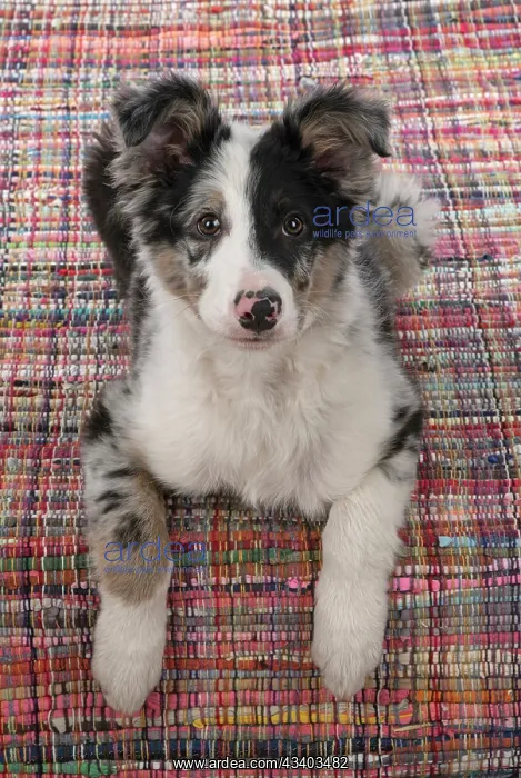 : DOG. Border Collie, puppy 13 weeks old, blue merle : DOG. Border Collie, puppy 13 weeks old, blue merle