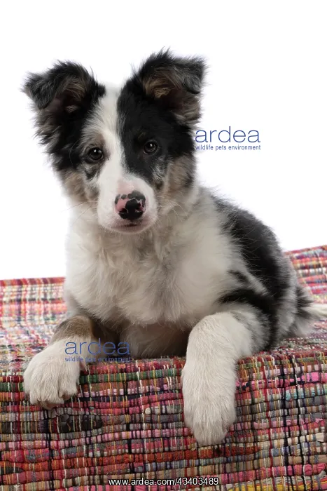  : DOG. Border Collie, puppy 13 weeks old, blue merle
